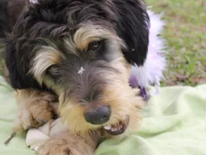 Cachorro raça Mística de poodle idade 1 ano nome Rebeca