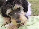 Cachorro raça Mística de poodle idade 1 ano nome Rebeca
