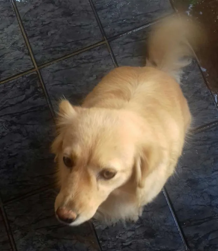 Cachorro ra a vira lata com golden retriever idade 5 anos nome Jullye