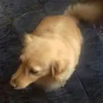 Jullye