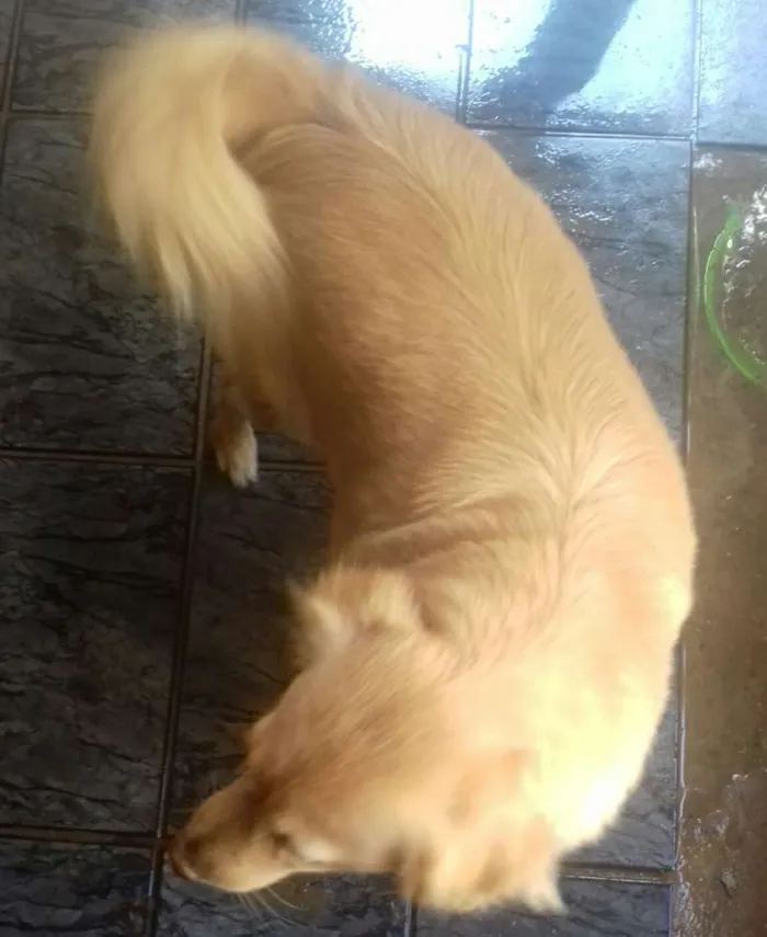 Cachorro ra a vira lata com golden retriever idade 5 anos nome Jullye