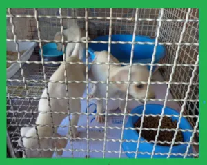 Cachorro raça srd idade 2 a 6 meses nome sem nome