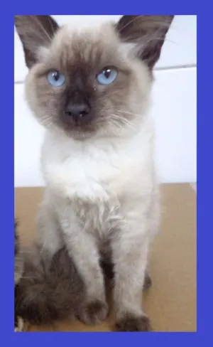 Gato raça srd idade 7 a 11 meses nome joquinha