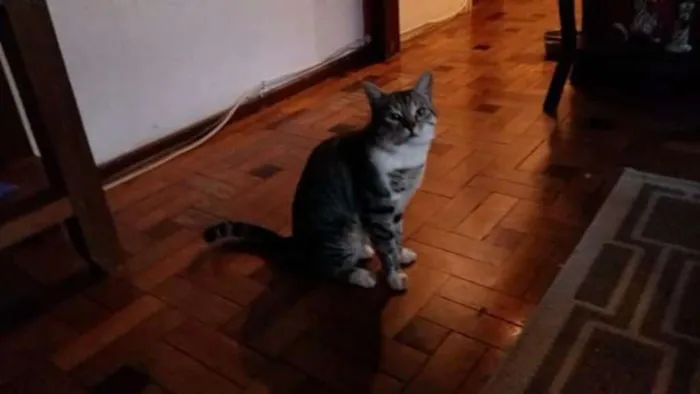 Gato ra a Não identificamos idade 3 anos nome Frederico