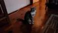 Frederico
