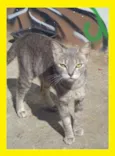 Felina