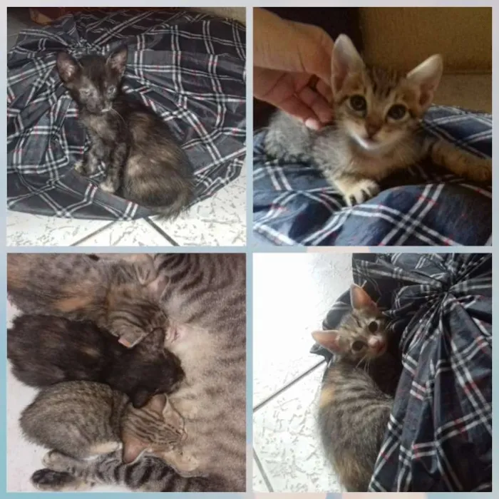 Gato ra a  idade Abaixo de 2 meses nome Não tem ainda