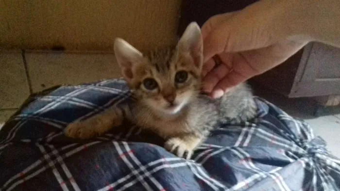 Gato ra a  idade Abaixo de 2 meses nome Não tem ainda