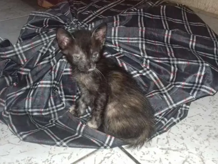 Gato ra a  idade Abaixo de 2 meses nome Não tem ainda