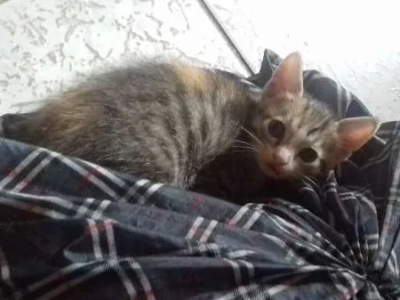 Gato ra a  idade Abaixo de 2 meses nome Não tem ainda