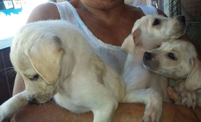 Cachorro raça srd idade 2 a 6 meses nome sem nome