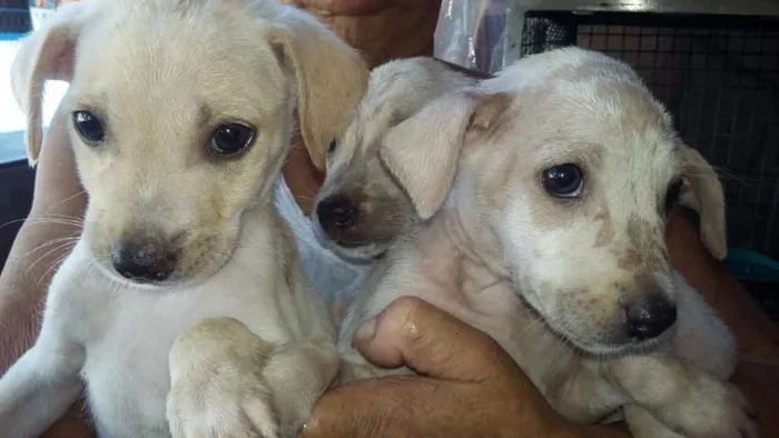 Cachorro raça srd idade 2 a 6 meses nome sem nome