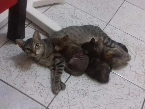 Gato ra a  idade Abaixo de 2 meses nome Não tem ainda