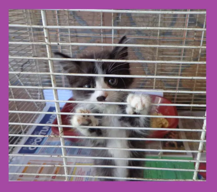 Gato ra a SRD idade Abaixo de 2 meses nome Mimosa
