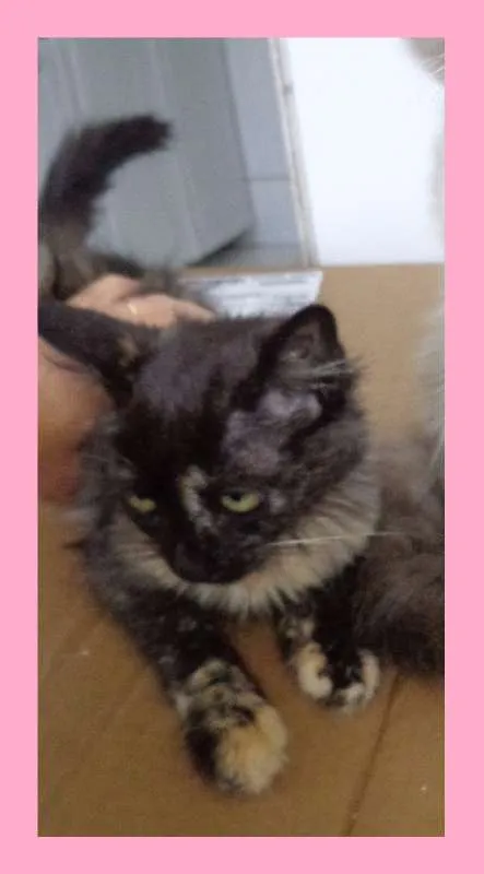 Gato ra a SRD idade 2 a 6 meses nome Frida