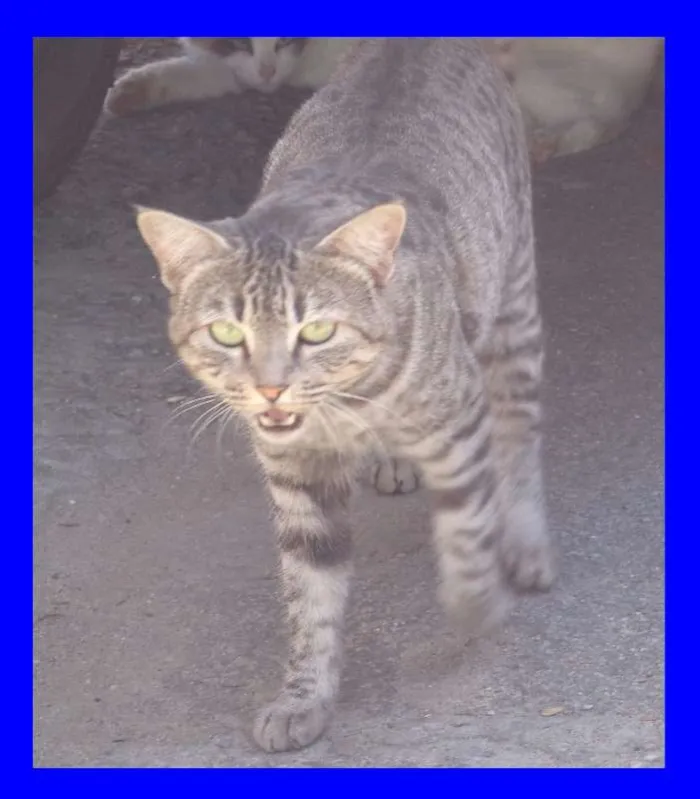 Gato ra a SRD idade  nome Tigrado