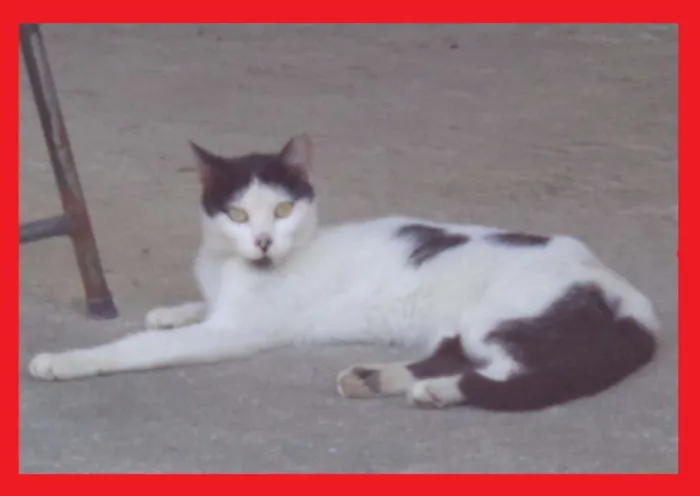 Gato ra a SRD idade  nome Formosinha
