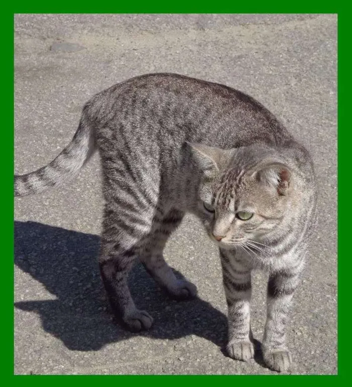 Gato ra a SRD idade  nome Dengosa