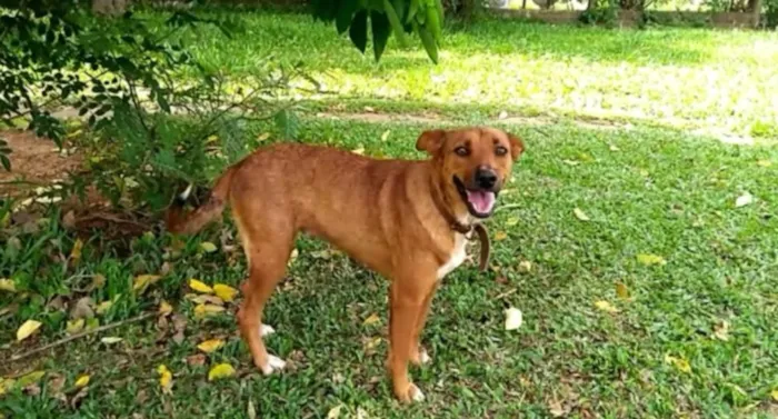 Cachorro ra a Raça idade 3 anos nome Fily
