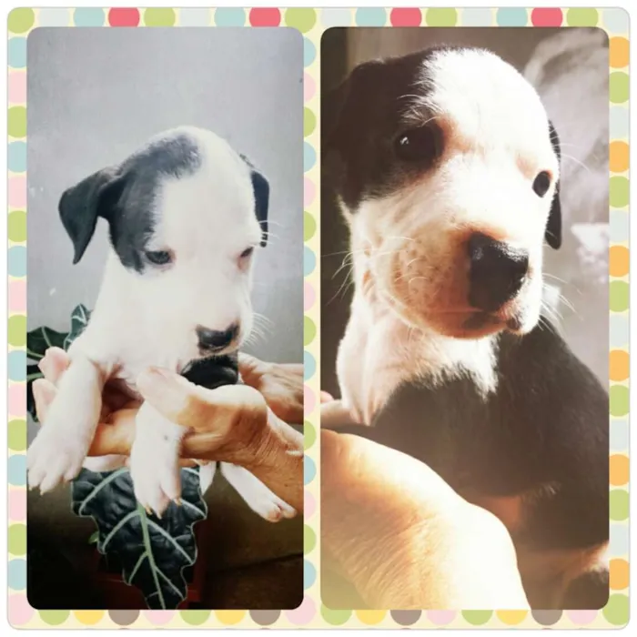 Cachorro raça SRD idade 2 a 6 meses nome Filhotes 