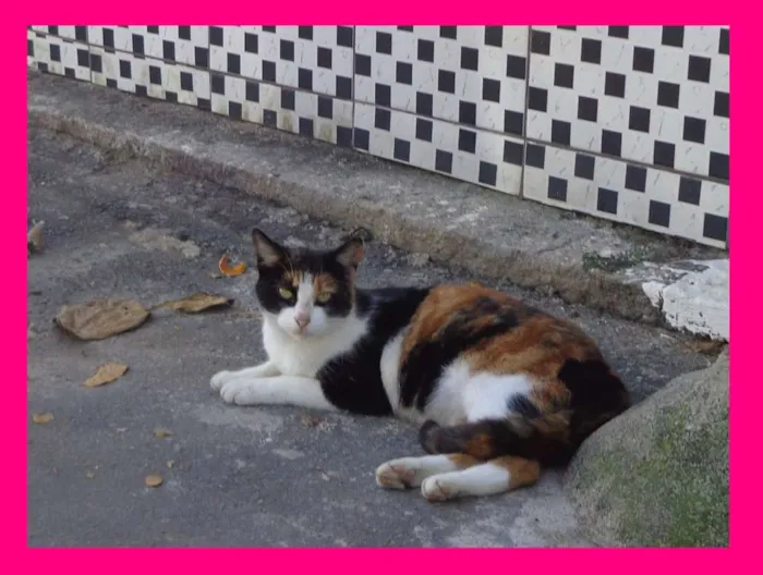 Gato ra a srd idade  nome Charmosa