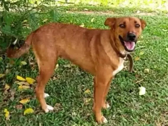 Cachorro ra a Raça idade 3 anos nome Fily