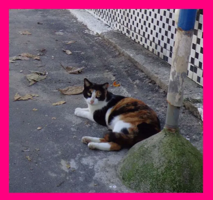 Gato ra a srd idade  nome Charmosa