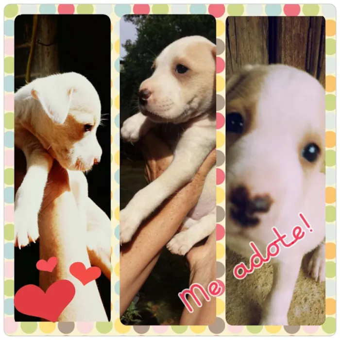 Cachorro raça SRD idade 2 a 6 meses nome Filhotes 