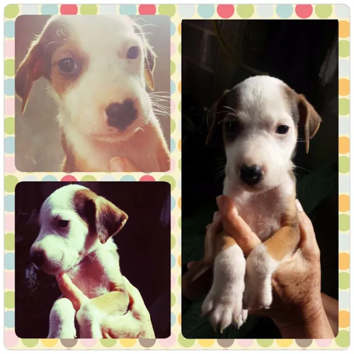 Cachorro raça SRD idade 2 a 6 meses nome Filhotes 