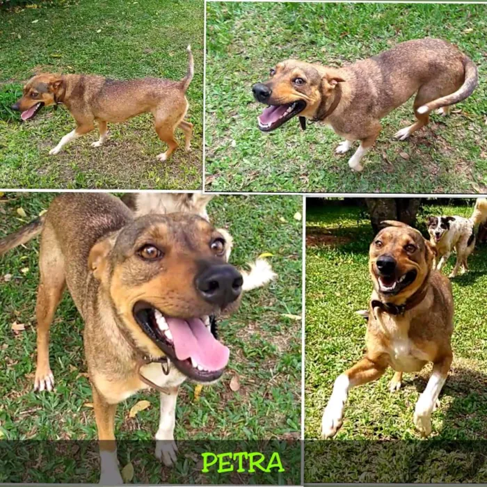 Cachorro ra a Raça idade 3 anos nome Petra