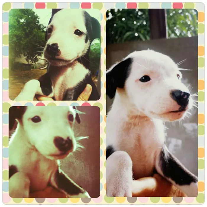 Cachorro raça SRD idade 2 a 6 meses nome Filhotes 