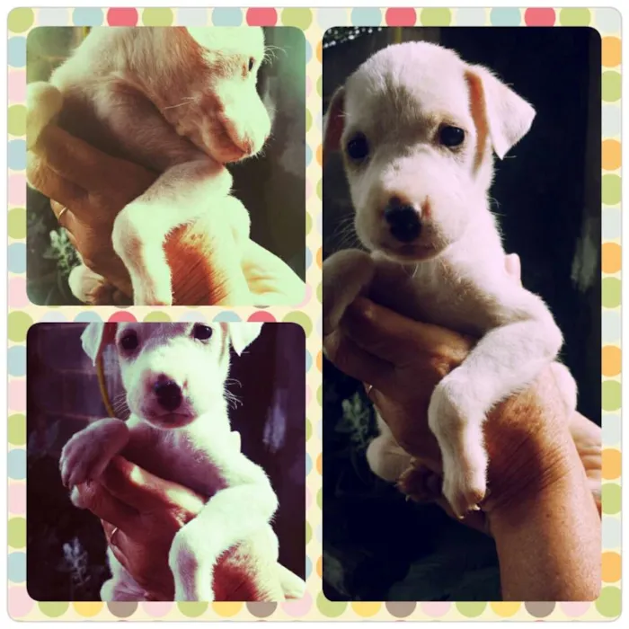 Cachorro raça SRD idade 2 a 6 meses nome Filhotes 