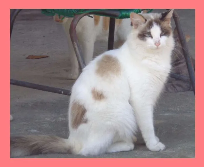 Gato ra a SRD idade  nome Linda