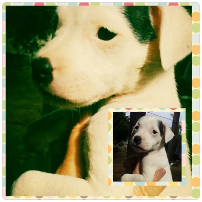 Cachorro raça SRD idade 2 a 6 meses nome Filhotes 