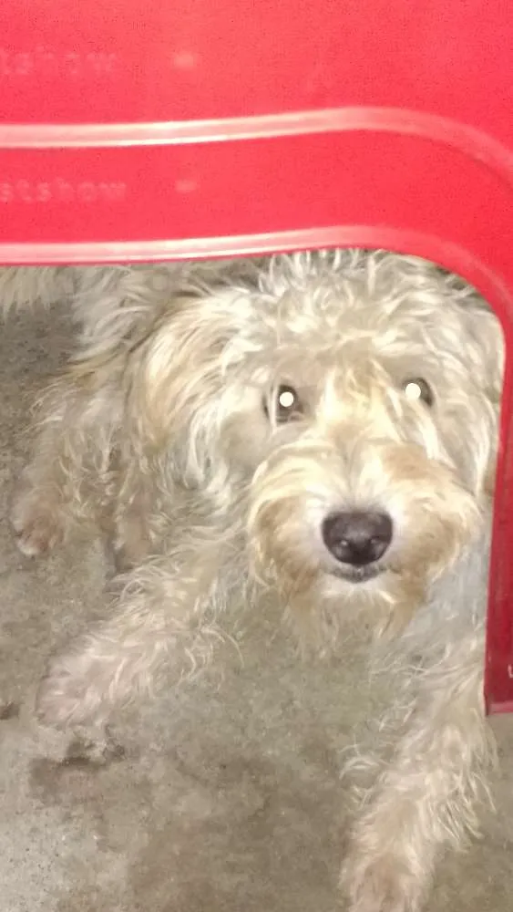 Cachorro ra a Poodle misturada  idade 2 a 6 meses nome Não tem nome, são filhotes