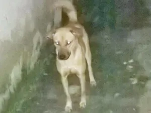 Cachorro raça vira latinha idade 1 ano nome Toni e Liza