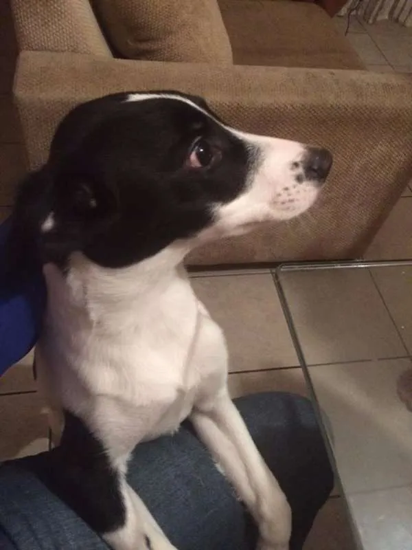 Cachorro ra a Vira lata idade 2 a 6 meses nome Marley