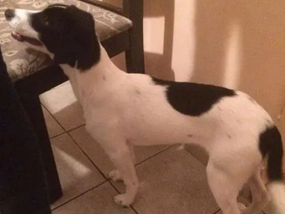 Cachorro ra a Vira lata idade 2 a 6 meses nome Marley