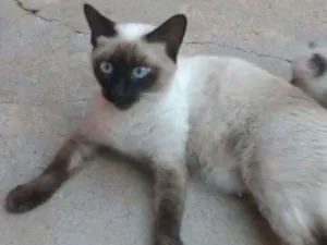 Gato raça Seames idade 1 ano nome Magali