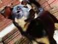 Pipoca 