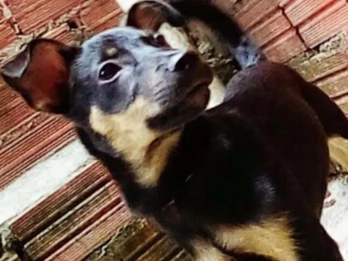 Cachorro ra a Nao sei idade 2 a 6 meses nome Pipoca 
