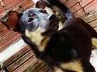 Cachorro raça Nao sei idade 2 a 6 meses nome Pipoca 