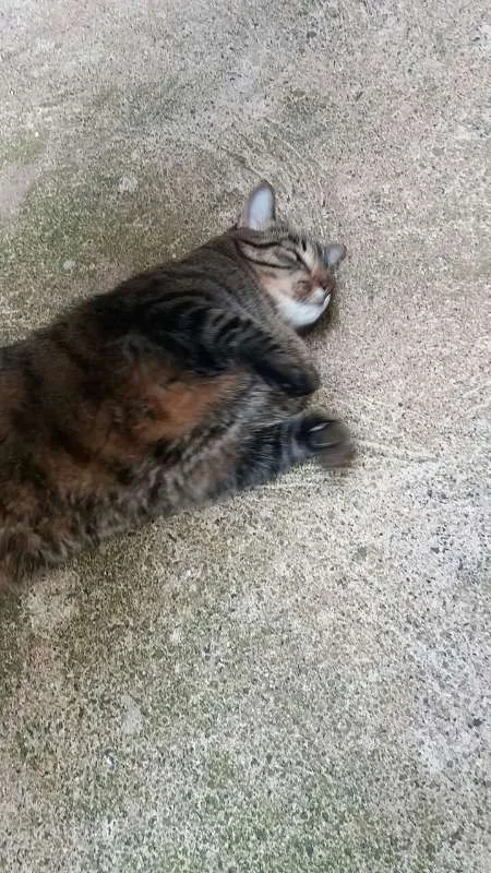 Gato raça indefinida idade 5 anos nome Tome