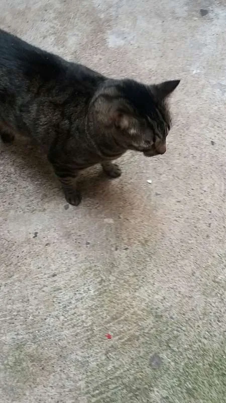 Gato raça indefinida idade 5 anos nome Tome