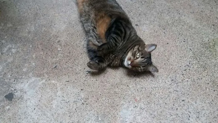 Gato raça indefinida idade 5 anos nome Tome