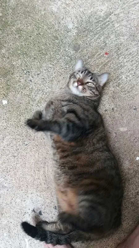 Gato raça indefinida idade 5 anos nome Tome