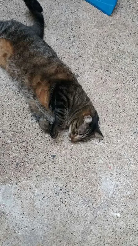 Gato raça indefinida idade 5 anos nome Tome