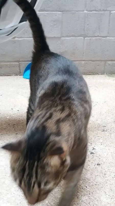 Gato raça indefinida idade 5 anos nome Tome