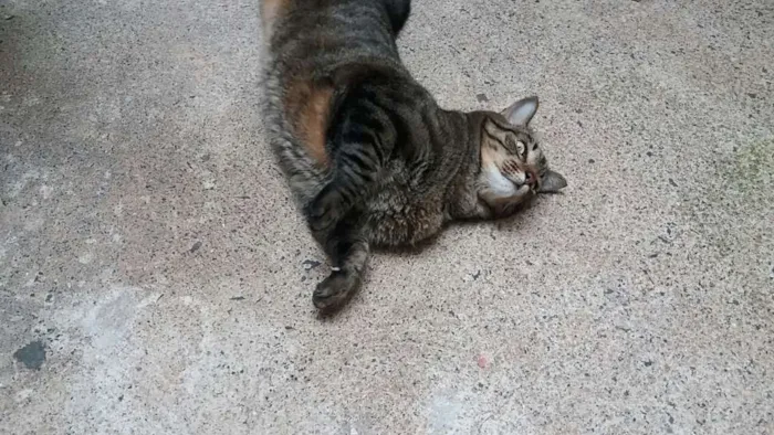Gato raça indefinida idade 5 anos nome Tome