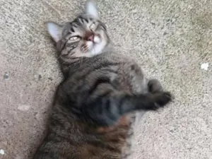 Gato raça indefinida idade 5 anos nome Tome